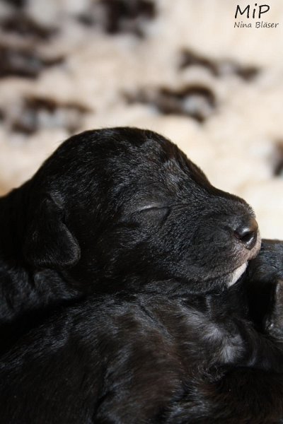 2011-05-07 Puppies Candy & Svet (44).jpg